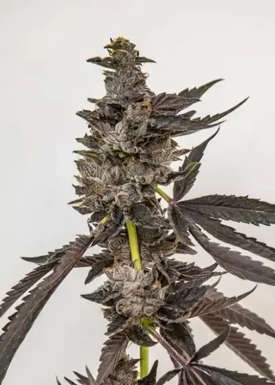 Chita-Chew by Umami Seed Co, Photoperiod cannabis strain