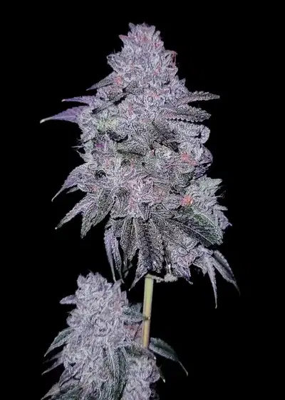 Chitown Slurry by G.O.A.T Genetics, Photoperiod cannabis strain