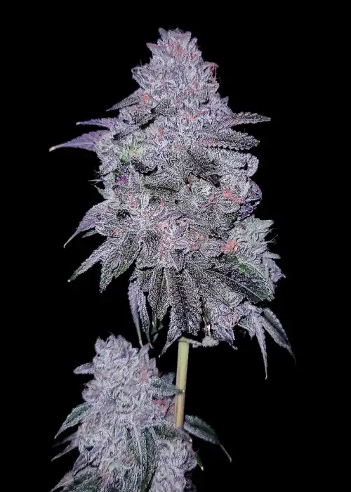 Chitown Slurry by G.O.A.T Genetics, Photoperiod cannabis strain