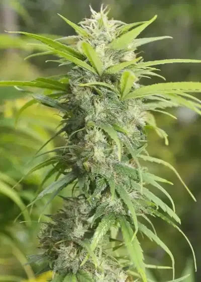 Chitrali by The Real Seed Company, Photoperiod cannabis strain