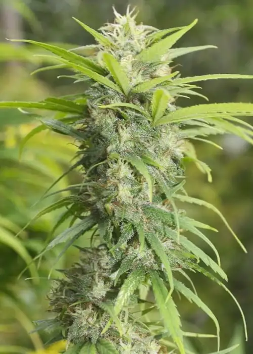 Chitrali by The Real Seed Company, Photoperiod cannabis strain