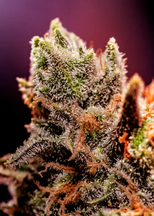 Chizpa by Positronics Seeds, Photoperiod cannabis strain
