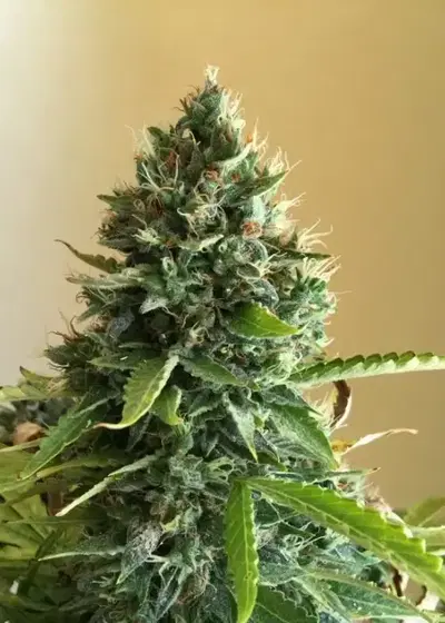 Choco Candy by Green Bud Seeds, Photoperiod cannabis strain