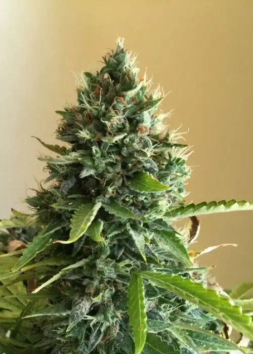 Choco Candy by Green Bud Seeds, Photoperiod cannabis strain