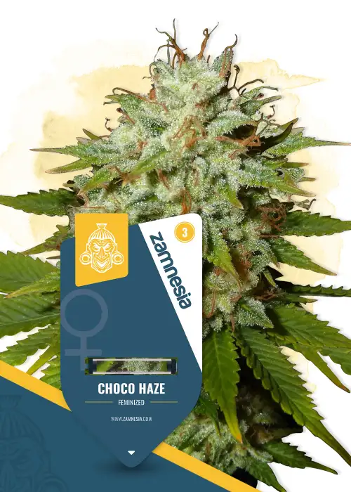 Choco Haze by Zamnesia Seeds, Photoperiod cannabis strain