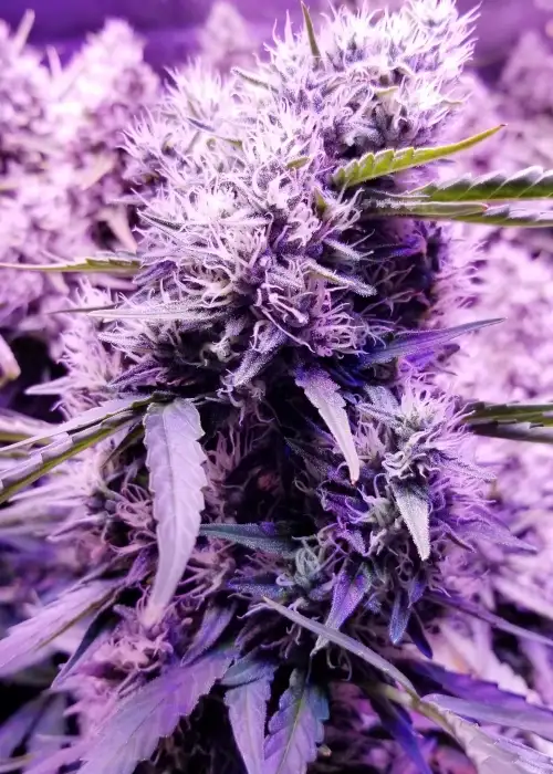Choco Kush Autoflower by Amsterdam Genetics, Autoflower cannabis strain