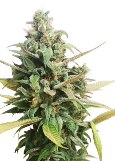 Choco Muffin by Apex Seeds, Photoperiod cannabis strain