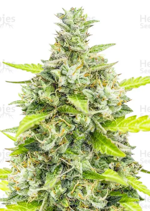 Choco Thai Auto by Herbies Seeds, Autoflower cannabis strain