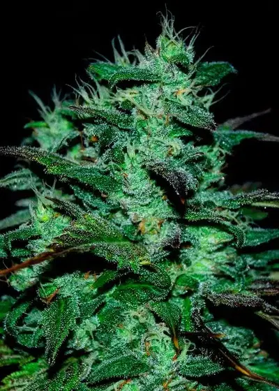 Chocobang by Delicious Seeds, Photoperiod cannabis strain