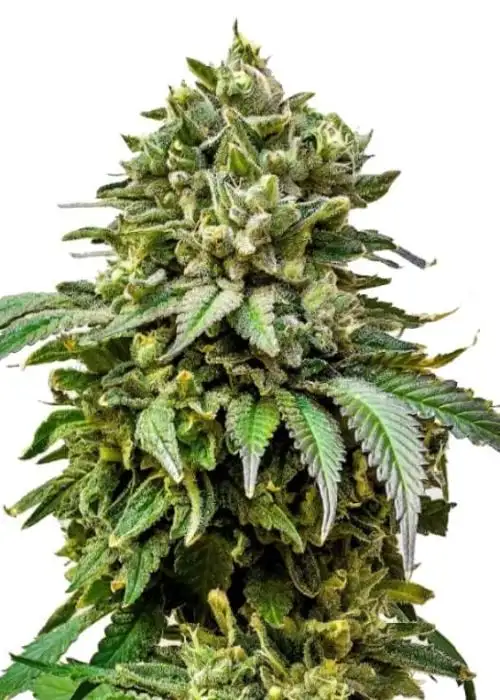 Chocolate Cake by 34 Street Seed Co., Photoperiod cannabis strain