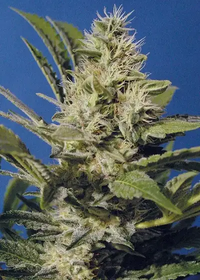 Chocolate Chunk by Sunwest Genetics, Photoperiod cannabis strain