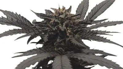 Chocolate Kush by 34 Street Seed Co., Photoperiod cannabis strain