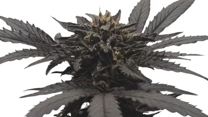 Chocolate Kush by 34 Street Seed Co., Photoperiod cannabis strain