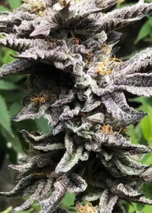 Chocolate Mimosa by Captain Red Beard Seeds, Photoperiod cannabis strain