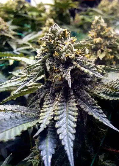 Chocolate Mint OG by Humboldt Seed Organization, Photoperiod cannabis strain