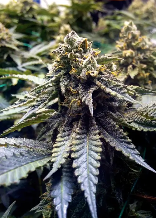 Chocolate Mint OG by Humboldt Seed Organization, Photoperiod cannabis strain