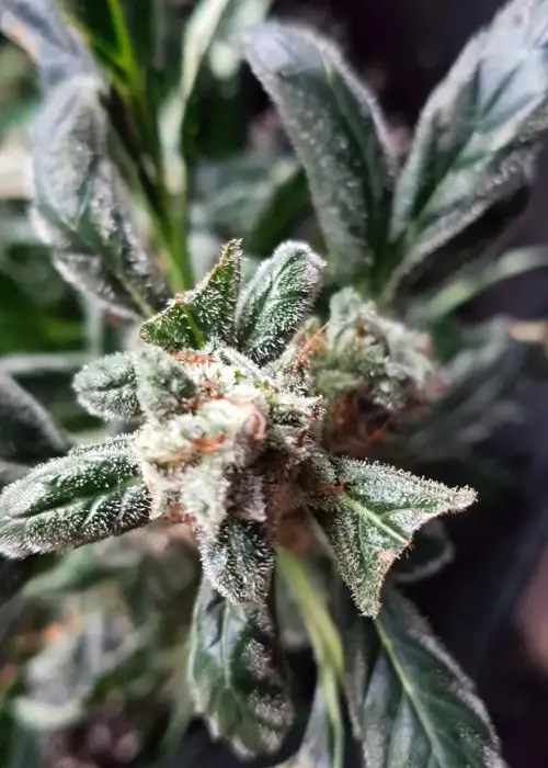 Chocolate Orange Auto by Dr. Krippling, Autoflower cannabis strain