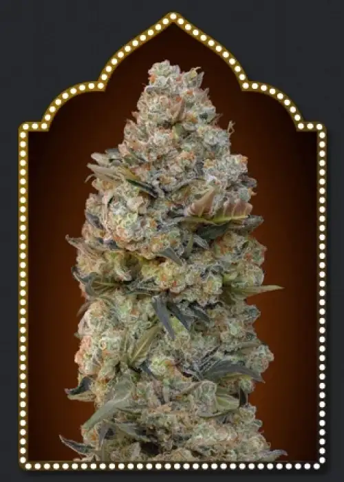 Chocolate Skunk by 00seeds, Photoperiod cannabis strain