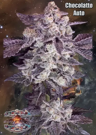 Chocolatto Auto by GeneSeeds - NemeSeeds, Autoflower cannabis strain