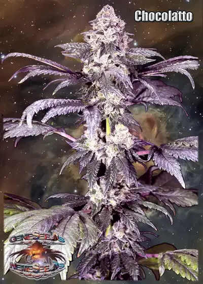 Chocolatto by GeneSeeds - NemeSeeds, Photoperiod cannabis strain