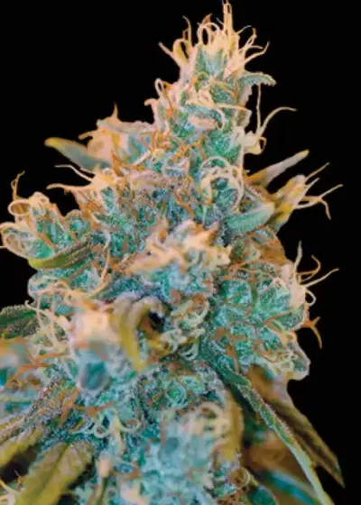 Chocolope Kush by DNA Genetics, Photoperiod cannabis strain