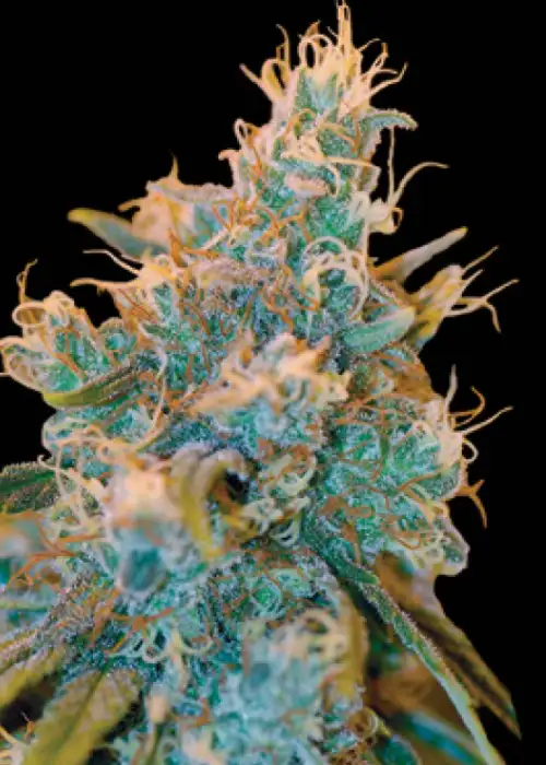 Chocolope Kush by DNA Genetics, Photoperiod cannabis strain