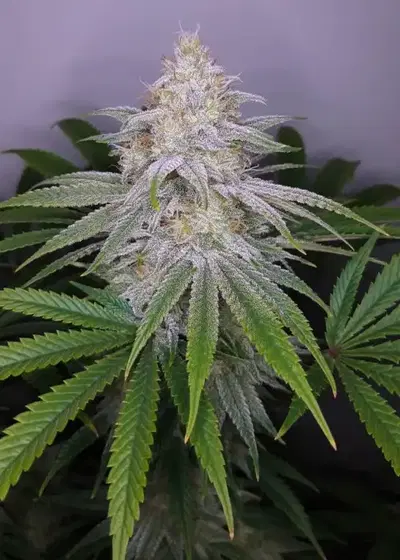 Chocolope Sundae by Cannarado Genetics, Photoperiod cannabis strain