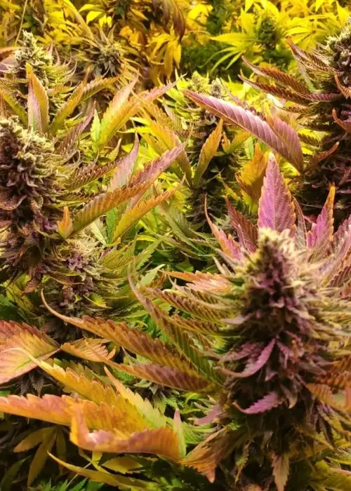Chocolopez by Coastal Mary Seeds, Photoperiod cannabis strain