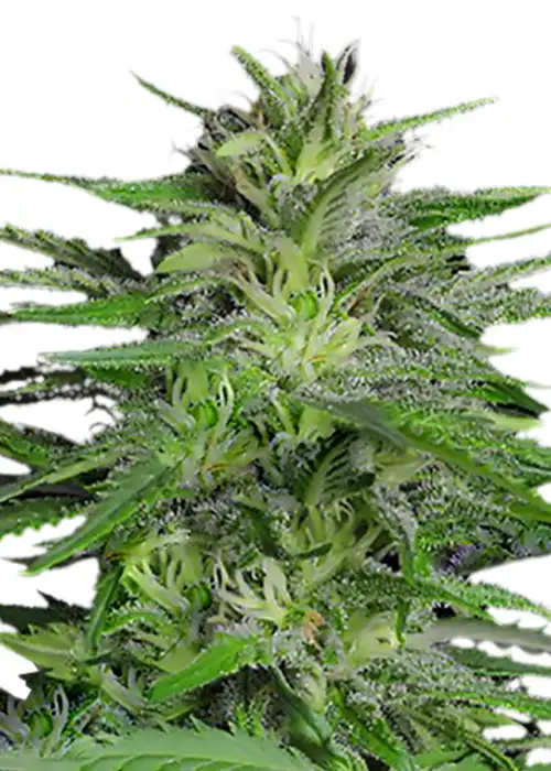 Chronic Auto by Cannabiorganic genetics, Autoflower cannabis strain