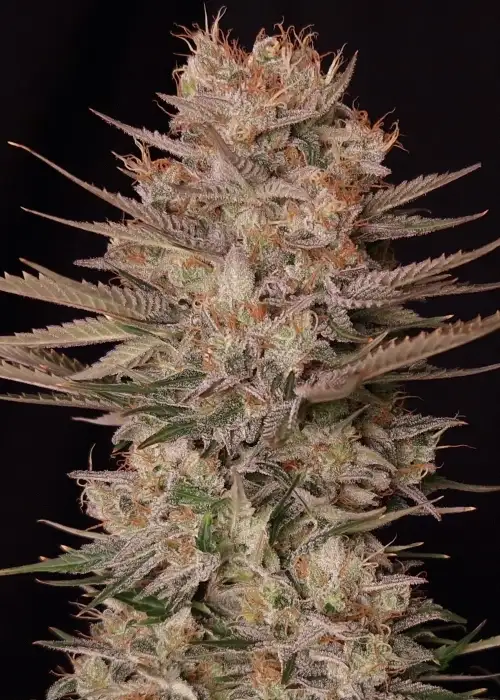 Chronic Fast F1 BX Regular cannabis strain