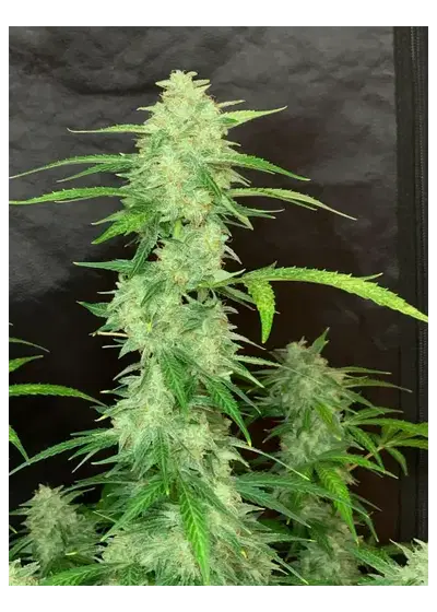 Chronic Ryder BX regular by Doctor's Choice, Autoflower cannabis strain