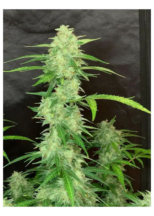 Chronic Ryder BX regular by Doctor's Choice, Autoflower cannabis strain
