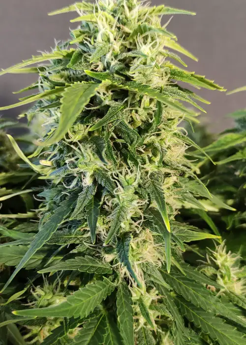 Chronic Ryder BX by Doctor's Choice, Autoflower cannabis strain