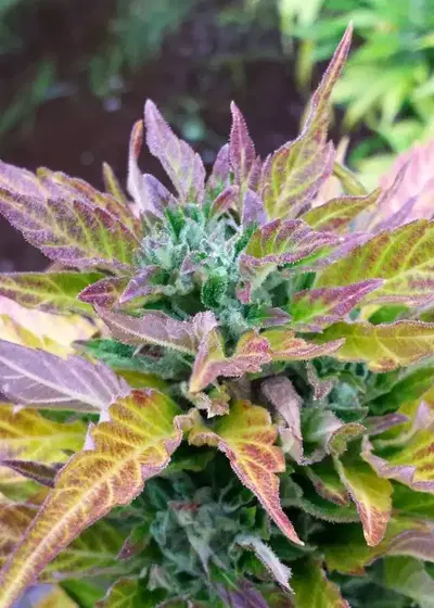 Chronic Ryder by Joint Doctor Lowryder, Autoflower cannabis strain