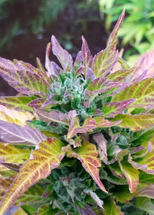 Chronic Ryder by Joint Doctor Lowryder, Autoflower cannabis strain