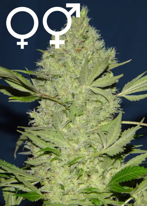 Chronic by Feminised Seeds Company, Photoperiod cannabis strain