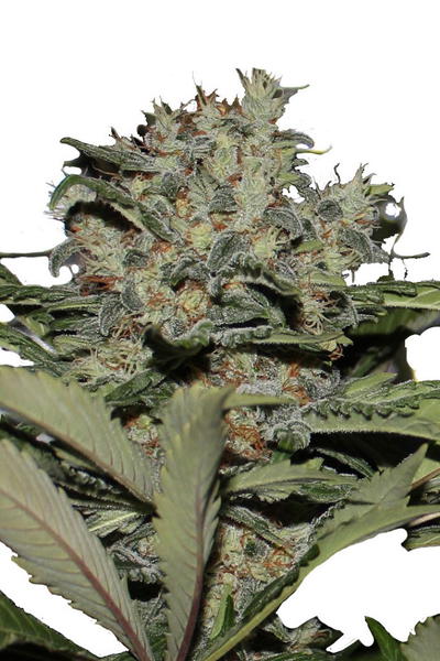 Chunky Cookies by Apex Seeds, Photoperiod cannabis strain