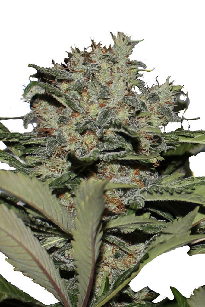 Chunky Cookies by Apex Seeds, Photoperiod cannabis strain