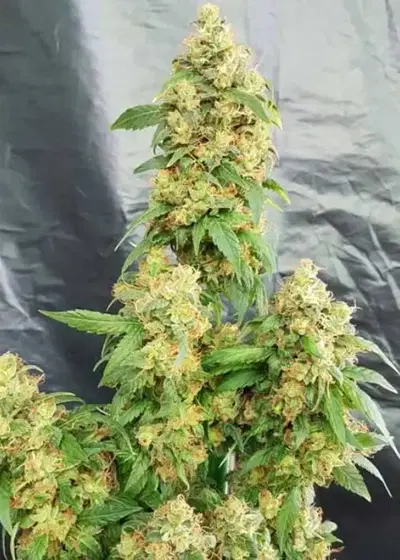 Chunky Skunk by Freedom of Seeds, Photoperiod cannabis strain
