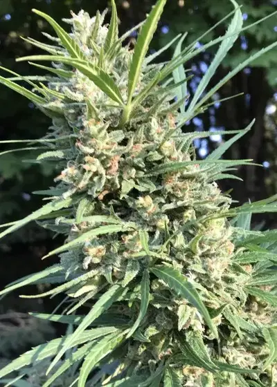 Cinderella 99 by Seedsupreme cannabis strain