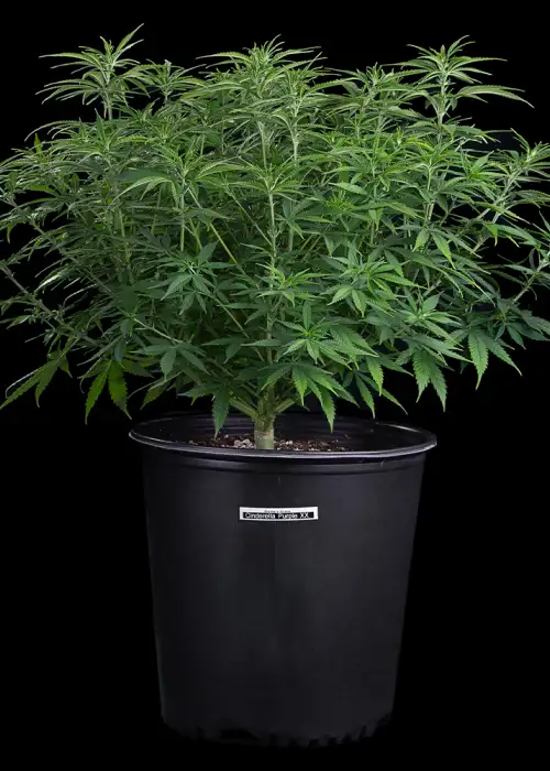 Cinderella Purple by Brothers Grimm Seeds, Photoperiod cannabis strain