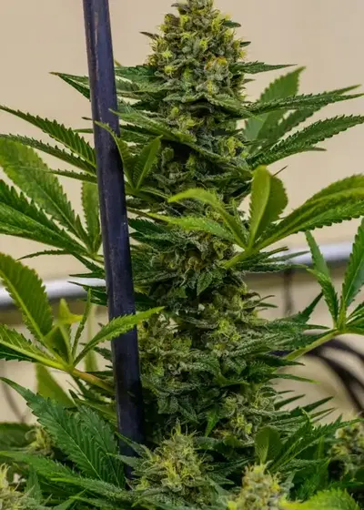 Cinderella XX by Brothers Grimm Seeds, Photoperiod cannabis strain
