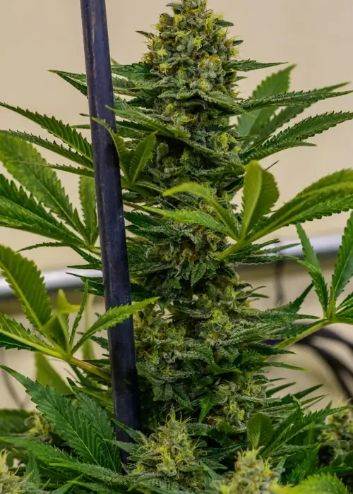 Cinderella XX by Brothers Grimm Seeds, Photoperiod cannabis strain