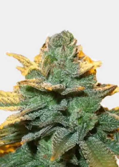 Cindy 99 by The Bakery Seed Co., Photoperiod cannabis strain