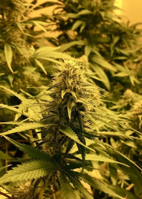 Ciskei by Tropical Seeds Company, Photoperiod cannabis strain