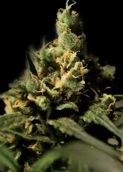 Citral Skunk by The Bulldog Seeds, Photoperiod cannabis strain