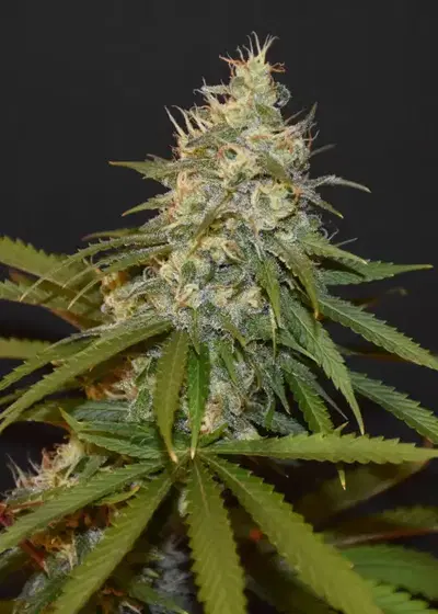 Citron by Greenpoint Seeds, Photoperiod cannabis strain