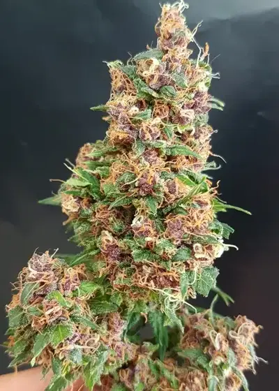 Citrus Boom by Lineage Genetics, Photoperiod cannabis strain