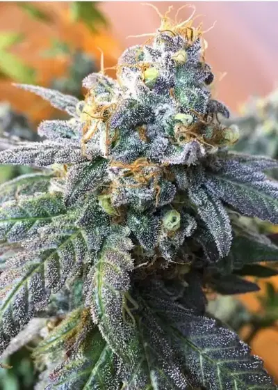 Citrus Farmer by Dungeons Vault Genetics, Photoperiod cannabis strain