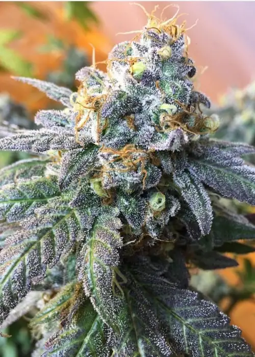 Citrus Farmer by Dungeons Vault Genetics, Photoperiod cannabis strain